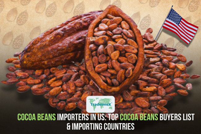 Cocoa Beans Importers in the US: Top Buyers List & Importing Countries