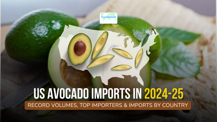 US Avocado Imports by Country: Top Avocado Importers & Buyers in USA