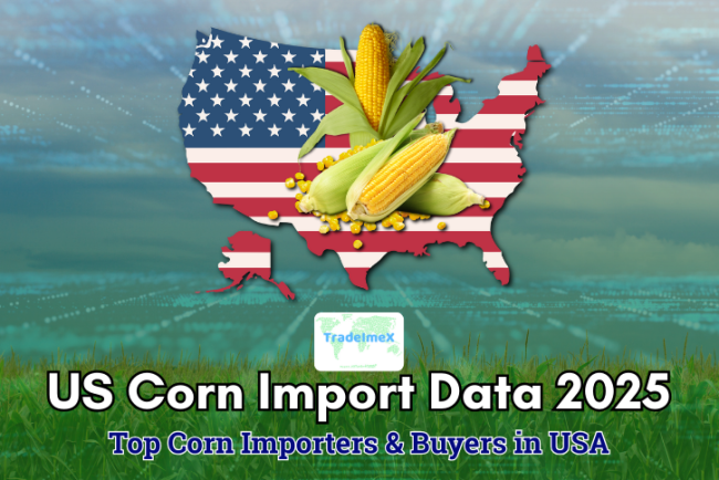 US Corn Import Data 2025: Top Corn Importers & Buyers in USA
