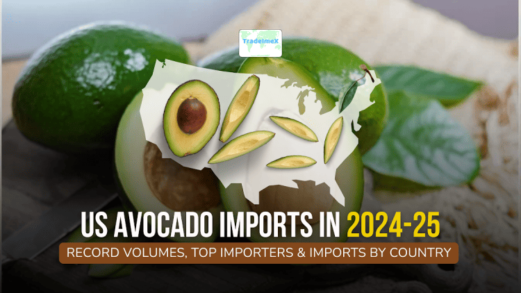 US Avocado Imports by Country: Top Avocado Importers & Buyers in USA