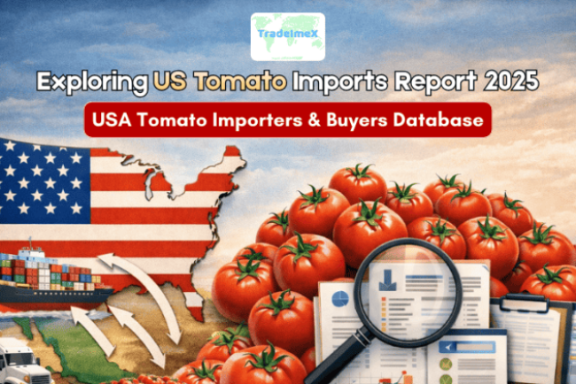 Exploring US Tomato Imports Report 2025: USA Tomato Importers & Buyers Database
